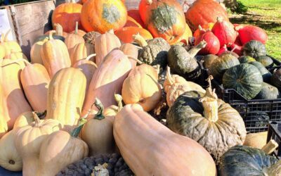 “Quanto pesa la zucca?”